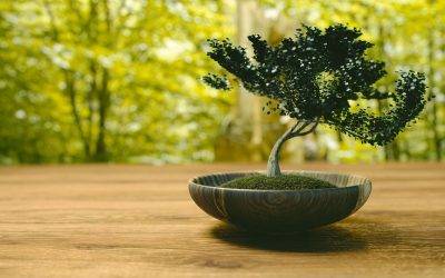 Bonsai tehnika: drvce kao umetnost