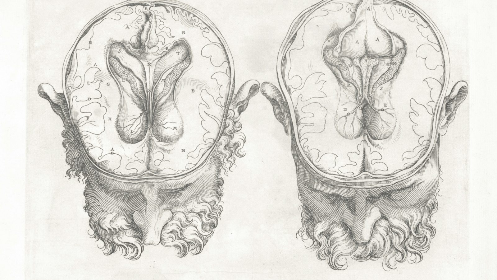 Anatomski crteži ljudskog mozga