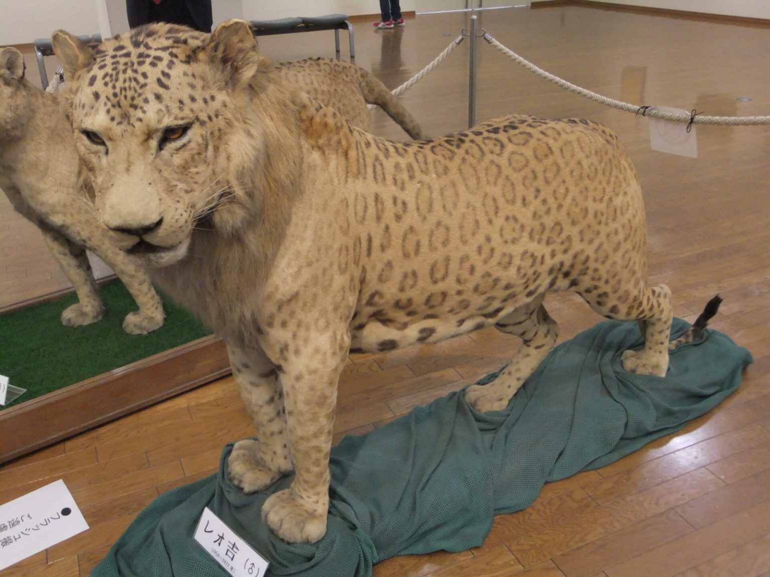 Preparirani leopon