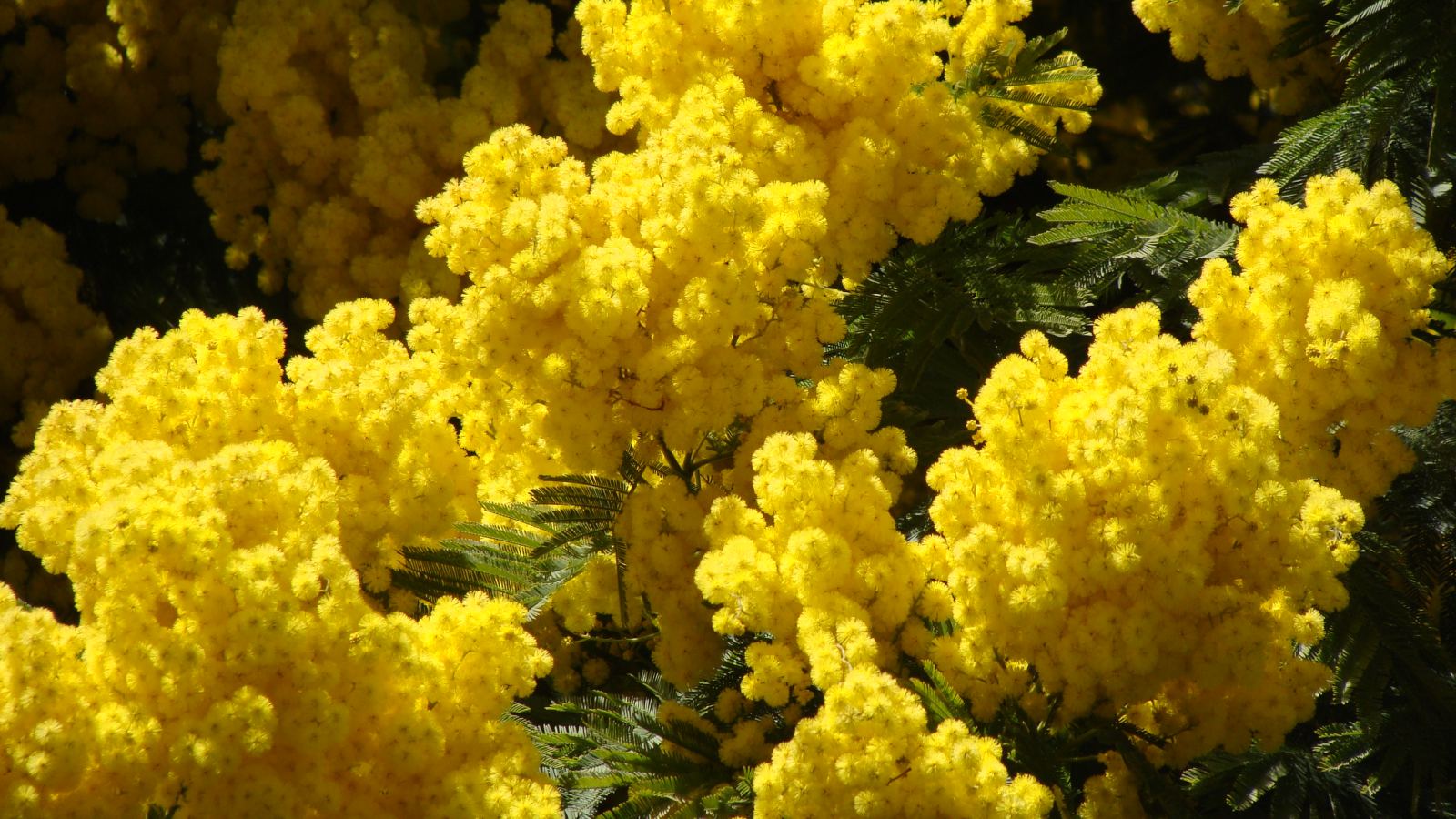 Žuti cvetovi mimoze