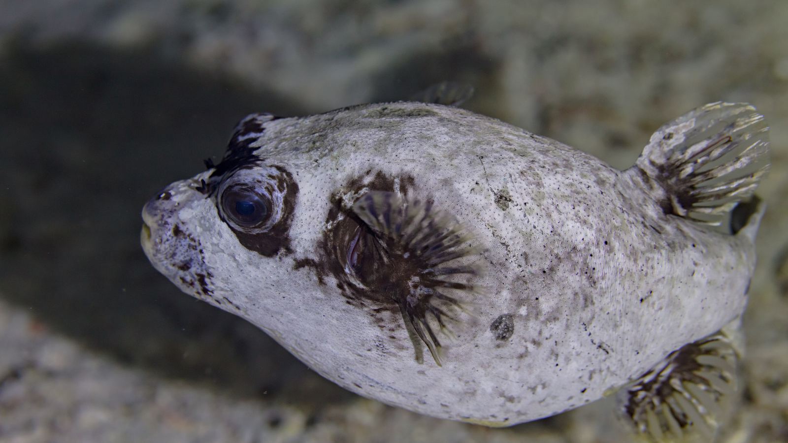Riba naduvača (fugu)