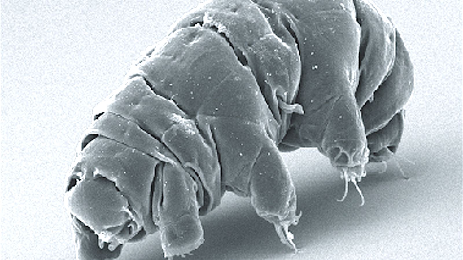 Tardigrad (vodeni medved) pod elektronskim mikroskopom