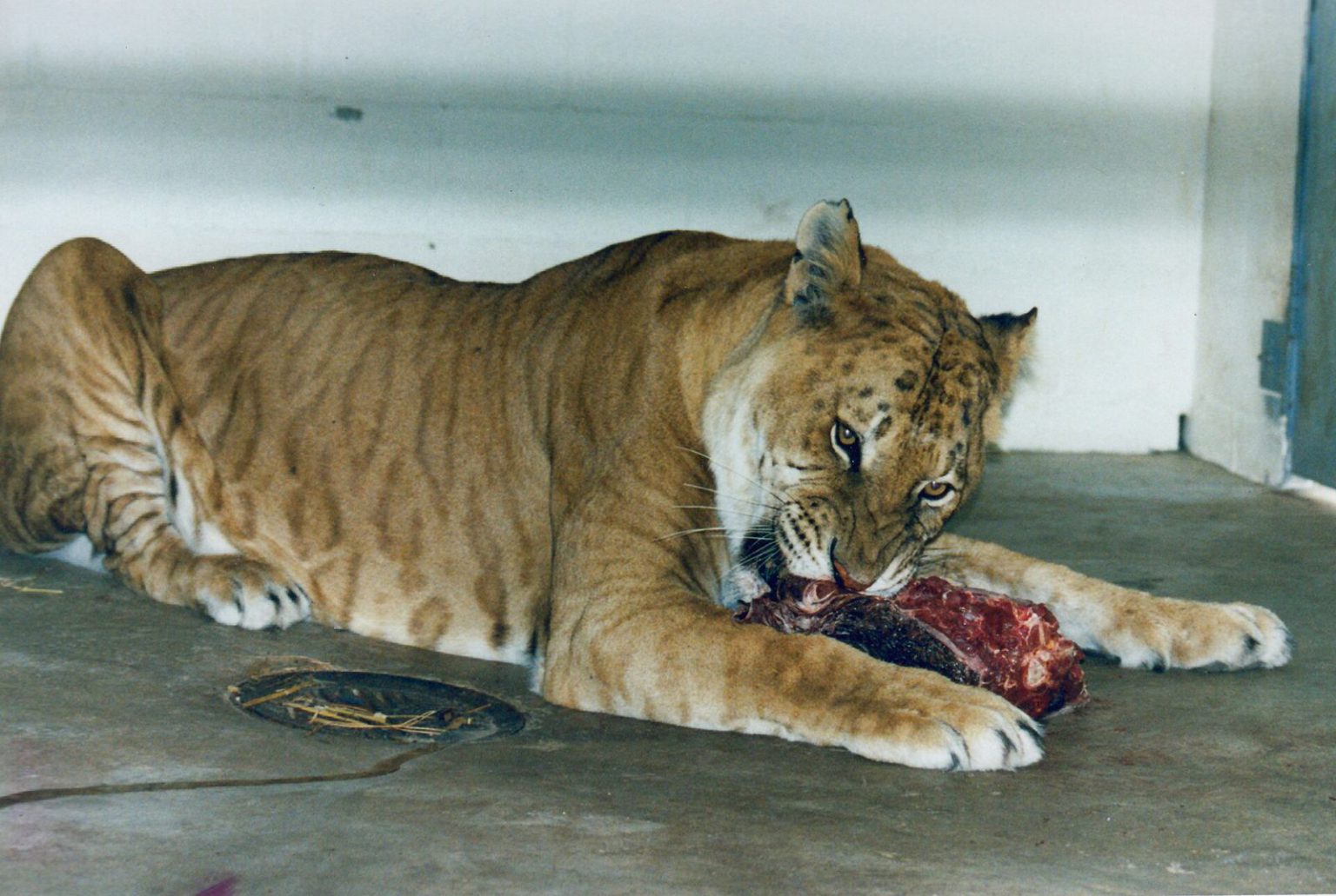 Tigon, hibrid tigra i lavice