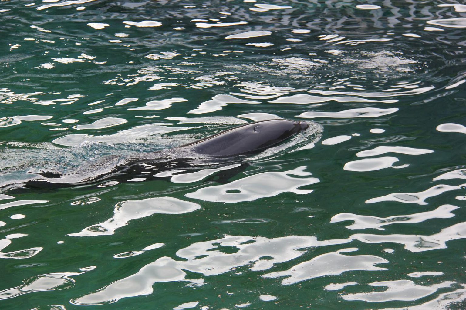 Volfin, hibrid delfina