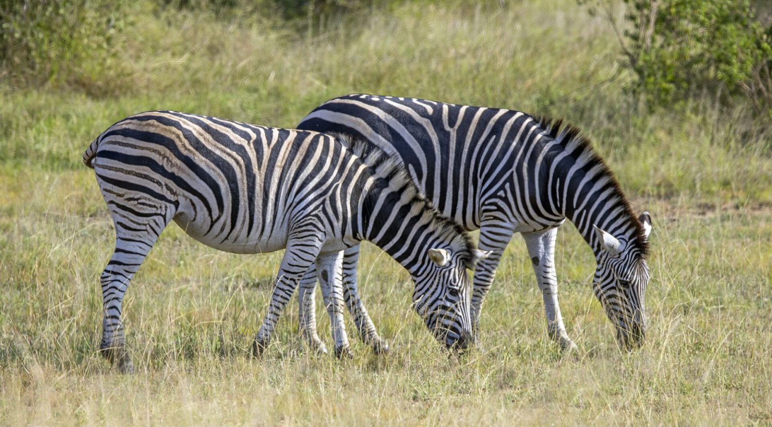 Zebre na ispaši